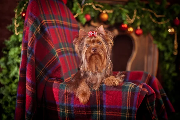 Yorkshire Terrier köpeği. — Stok fotoğraf