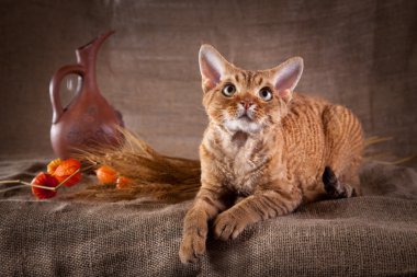kedi, devon rex, şirin, kedi