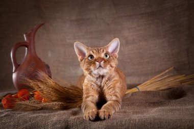 kedi, devon rex, şirin, kedi