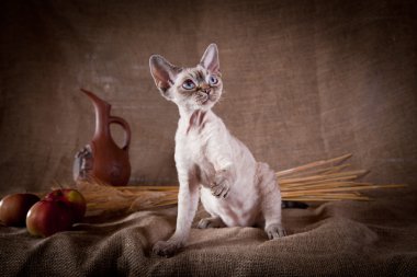 kedi, devon rex, şirin, kedi
