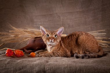 kedi, devon rex, şirin, kedi