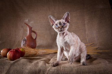 kedi, devon rex, şirin, kedi