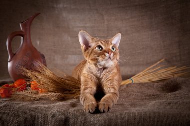 kedi, devon rex, şirin, kedi