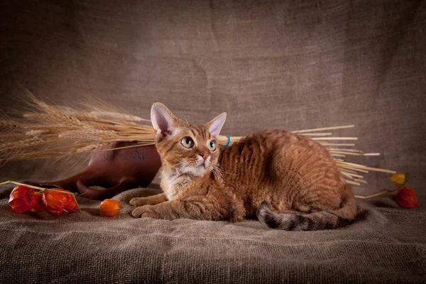 Gato, devon rex, lindo, gato — Foto de Stock