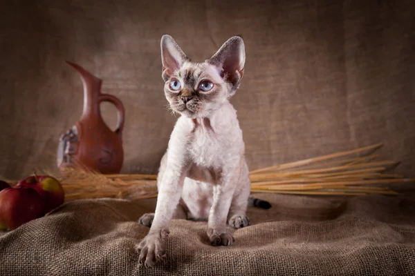 Gato, devon rex, fofo, gato — Fotografia de Stock