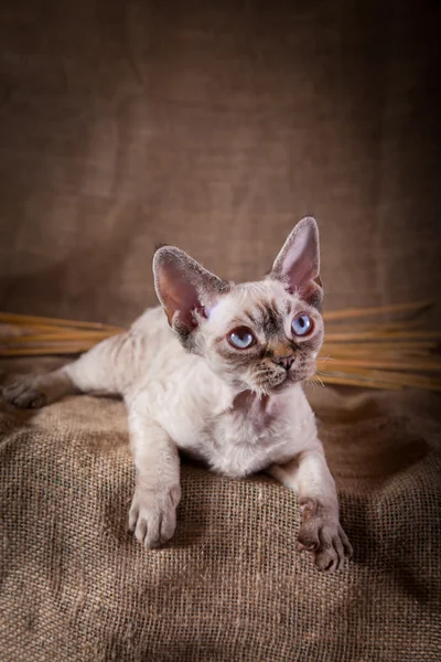 Kot, devon rex, ładny, kot — Zdjęcie stockowe