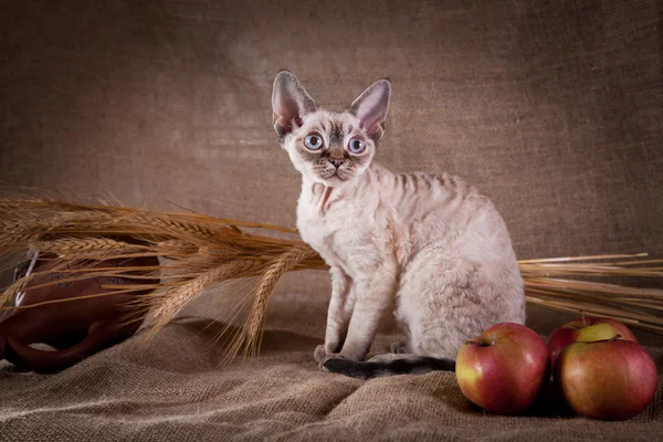 Kot, devon rex, ładny, kot — Zdjęcie stockowe