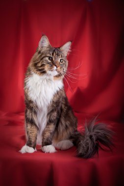 Maine coon kedi renkli bir arka plan üzerinde