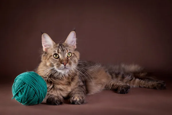 Maine coon chat sur un fond coloré — Photo