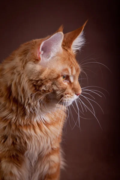 色付きの背景上のメインあらいくま猫 — ストック写真