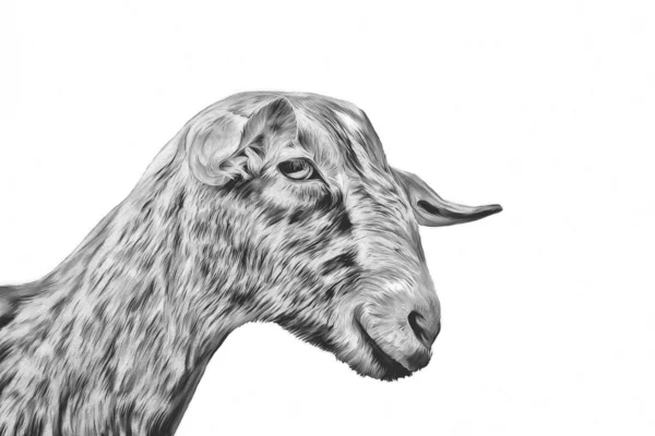 Drawing goats, portrait — Stock Photo, Image