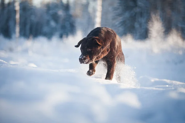 Собака черного лабрадора возвращается в снег — стоковое фото