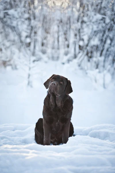 Köpek Siyah labrador almak karda — Stok fotoğraf