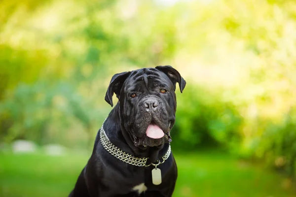 Hund rasen italiensk cane corso — Stockfoto