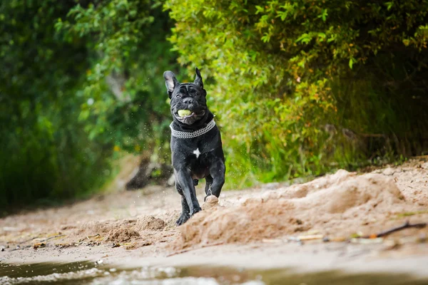 Raça de cão Cana italiana Corso — Fotografia de Stock