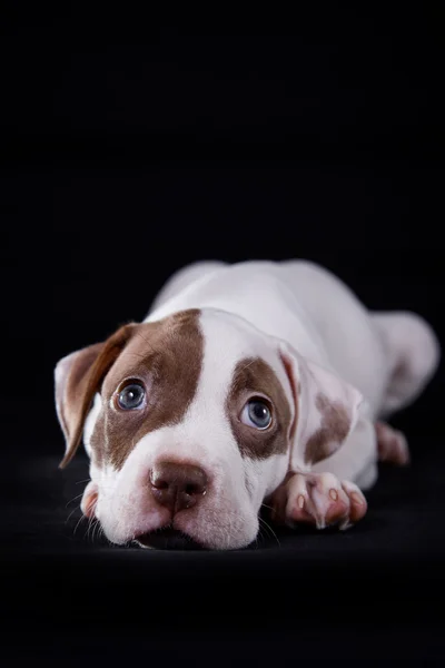 かわいいペットのアメリカのピット ・ ブルテリアの子犬 — ストック写真