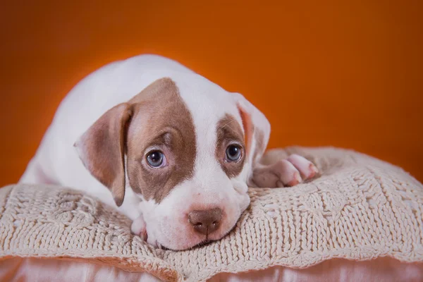 Haustier amerikanischer Pitbull Terrier Welpe süß — Stockfoto