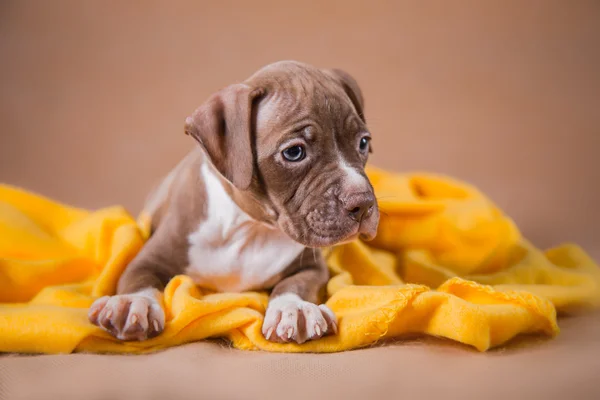 Pet American Pit Bull Terrier cachorro bonito — Fotografia de Stock