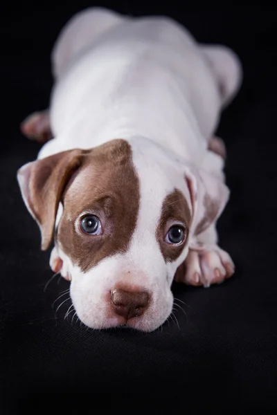 Şirin evde beslenen hayvan Amerikalı çukur boğa korkunç köpek yavrusu — Stok fotoğraf
