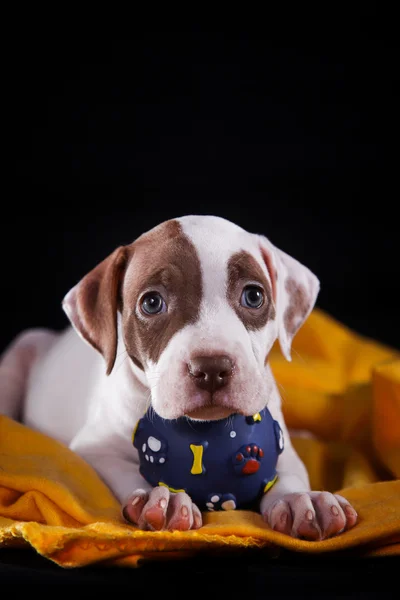 かわいいペットのアメリカのピット ・ ブルテリアの子犬 — ストック写真