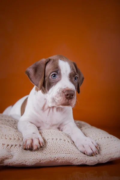 Amerikanen Grop Tjur Förfärlig hundvalp som söt — Stockfoto