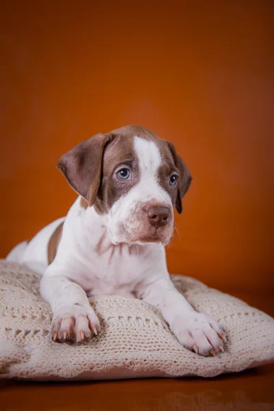 Pet American Pit Bull Terrier puppy cute — Stock Photo, Image