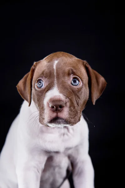 かわいいペットのアメリカのピット ・ ブルテリアの子犬 — ストック写真