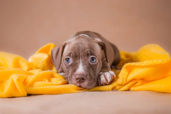 Pet American Pit Bull Terrier cachorro bonito — Fotografia de Stock