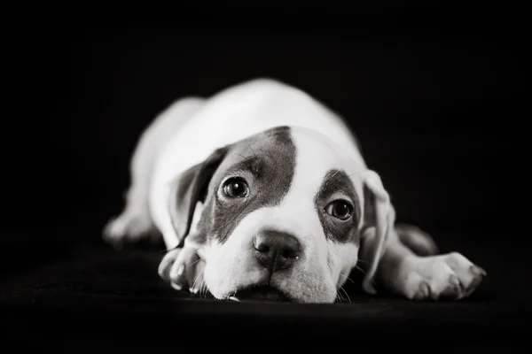 Amerikanen Grop Tjur Förfärlig hundvalp som söt — Stockfoto