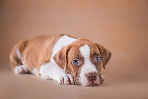 Pet American Pit Bull Terrier cachorro bonito — Fotografia de Stock