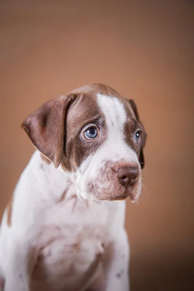 귀여운 애완 동물 미국 핏 불 테리어 개 강아지 — 스톡 사진