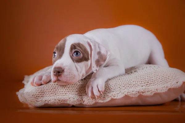 Şirin evde beslenen hayvan Amerikalı çukur boğa korkunç köpek yavrusu — Stok fotoğraf