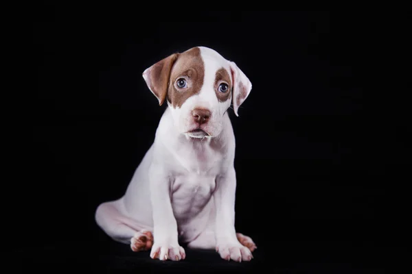 Amerikanen Grop Tjur Förfärlig hundvalp som söt — Stockfoto