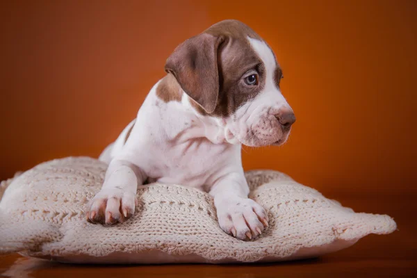 Pet American Pit Bull Terrier cachorro lindo — Foto de Stock