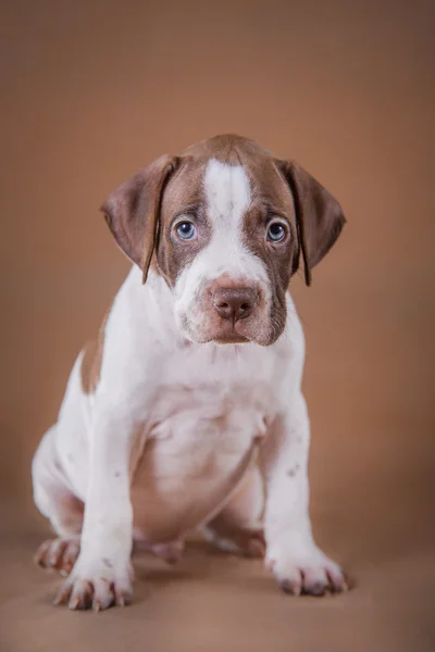 Aranyos kisállat amerikai Pit Bullterrier kiskutya — Stock Fotó