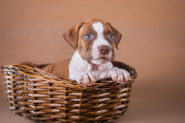 Pet American Pit Bull Terrier puppy cute — Stock Photo, Image