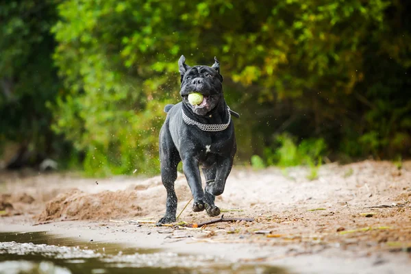 are cane corso good for hiking