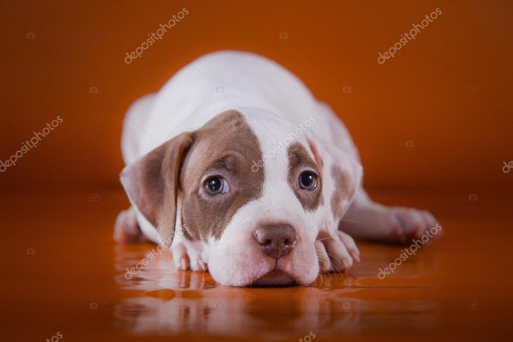 Pet American Pit Bull Terrier Щенок Милый Стоковое Фото.