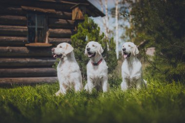 Köpek çiftleşmesi Golden Retriever