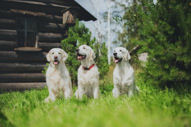 Köpek çiftleşmesi Golden Retriever