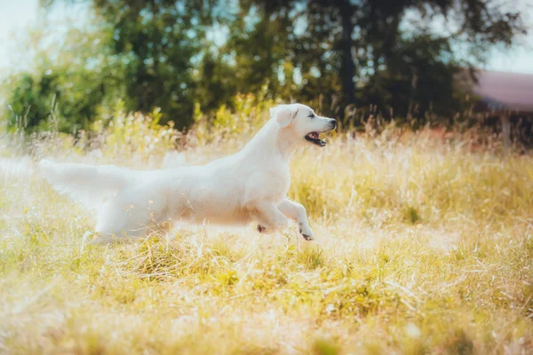 สายพันธุ์สุนัข Golden Retriever — ภาพถ่ายสต็อก