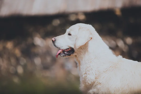 Φυλή σκυλιών Golden Retriever — Φωτογραφία Αρχείου