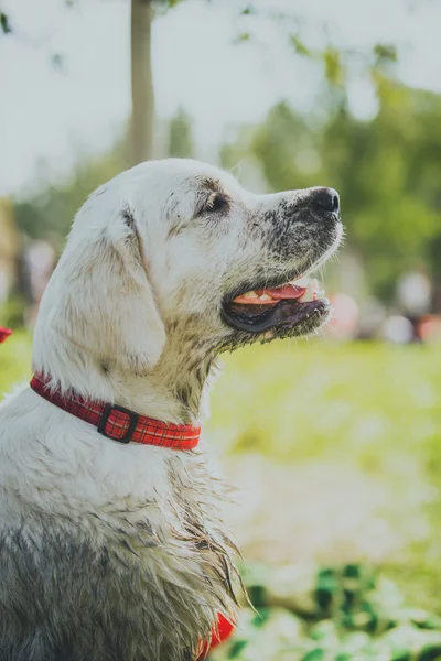 สายพันธุ์สุนัข Golden Retriever — ภาพถ่ายสต็อก