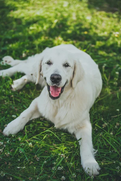 Dog breed Golden Retriever — Stock Photo, Image
