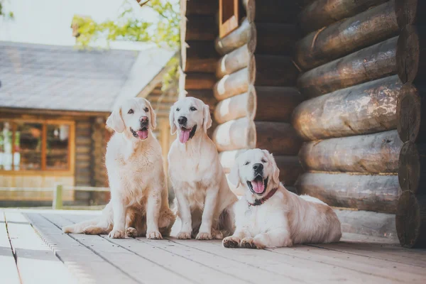 犬の品種ゴールデンレトリバー — ストック写真