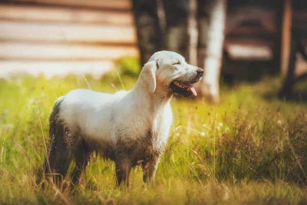 Dog breed Golden Retriever — Stock Photo, Image
