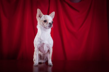 Chihuahua köpek, köpek yavrusu bir renk arka plan üzerinde