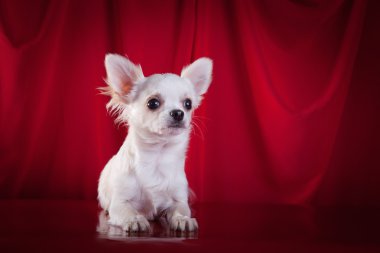 Chihuahua köpek, köpek yavrusu bir renk arka plan üzerinde