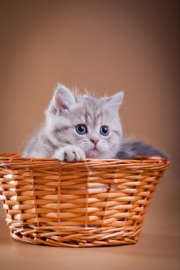 Gri tabby İskoç yavru kedi