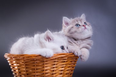 Gri tabby İskoç yavru kedi